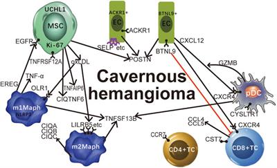 Single-Cell Transcriptome Analysis Reveals Mesenchymal Stem Cells in Cavernous Hemangioma